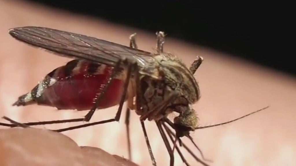 Miami-Dade begins annual campaign attempting to keep mosquitoes in check — CBS Miami, Pembroke Pines Community news