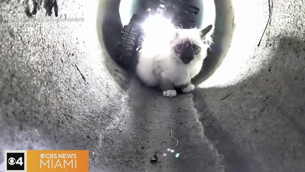 "R2-D2" robot rescues kitten trapped in Utah drain pipe — CBS Miami, Pembroke Pines Community news