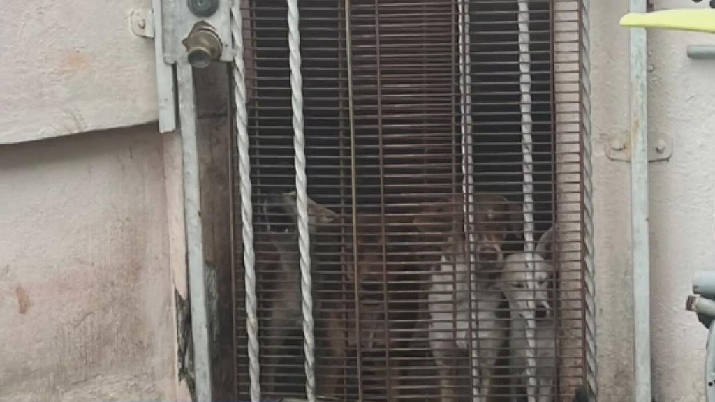 Miami Beach man arrested after 19 dogs, elderly woman found living in deplorable conditions, police say — Pembroke Pines Real Estate news