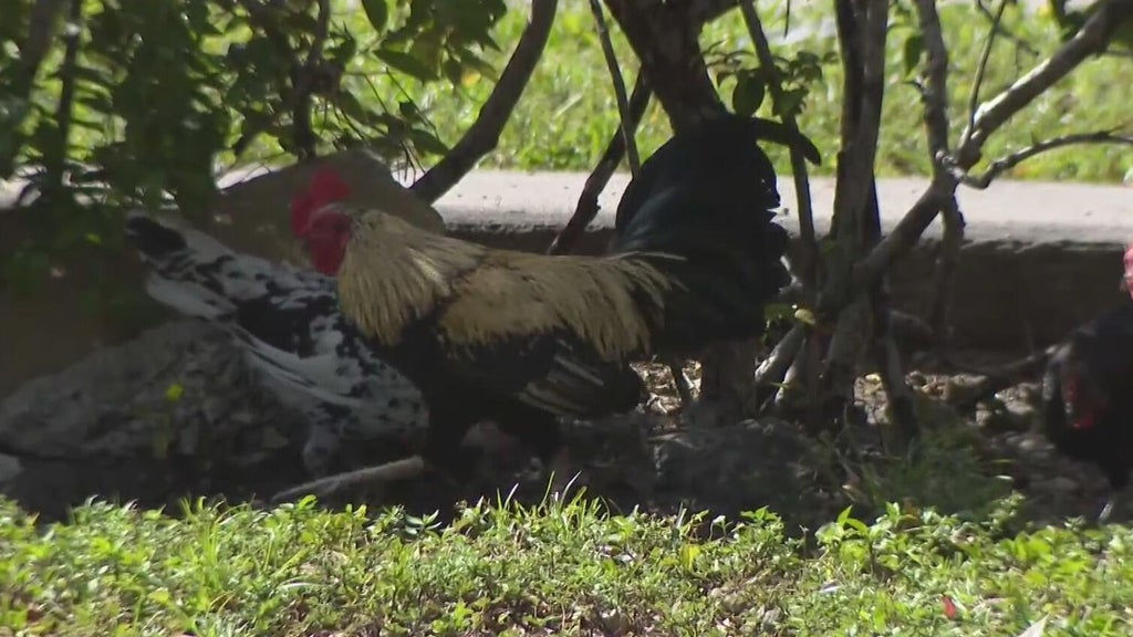 Hialeah doctor alarmed, calling for investigation after dead chickens found outside medical office building — Pembroke Pines Real Estate news
