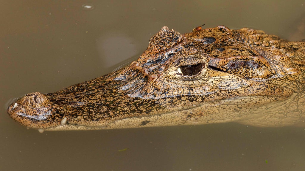 It's not an alligator or a crocodile. But this invasive predator is moving into their territory in South Florida — CBS Miami, Pembroke Pines Technology news