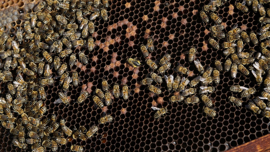 Beehives swarm across unusual spots in South Florida neighborhoods — CBS Miami, Pembroke Pines Real Estate news