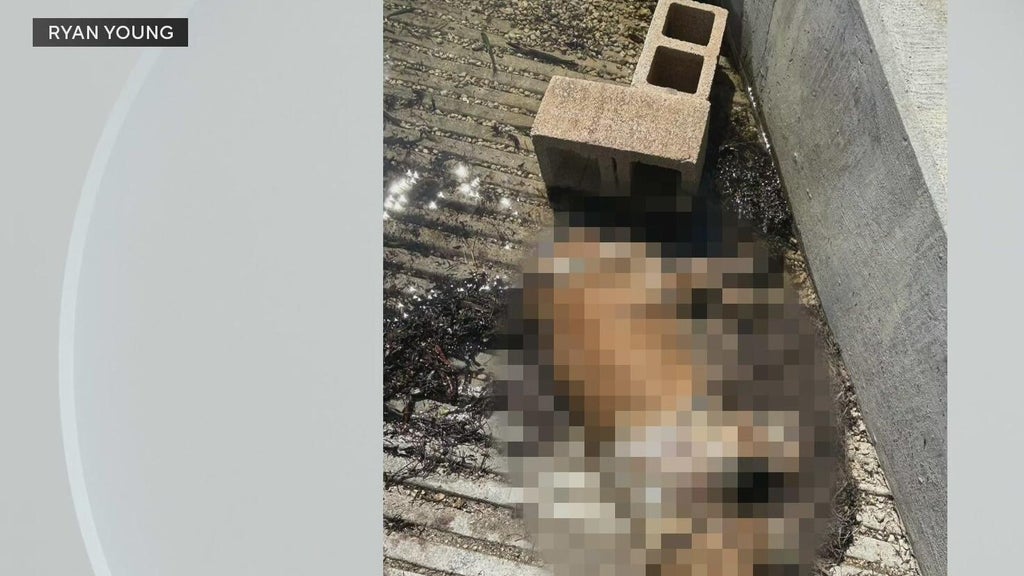 Miami police investigate after dog found dead underwater, tied to cinder blocks off Coconut Grove — CBS Miami, Pembroke Pines Government news