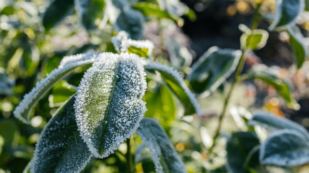 The first frost of the season is expected Saturday. Here's how to prepare your garden — WCCO / CBS Minnesota, Pembroke Pines Sports news