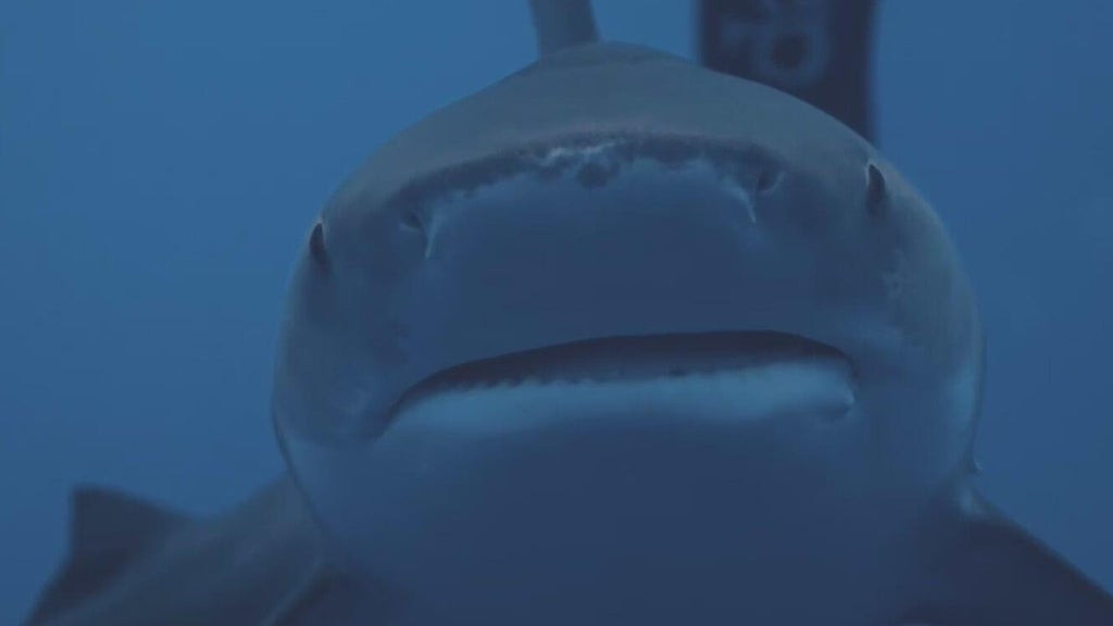 South Florida shark diving operators push back against Florida Safe Seas Act: "There's a huge double standard here" — CBS Miami, Pembroke Pines Sports news