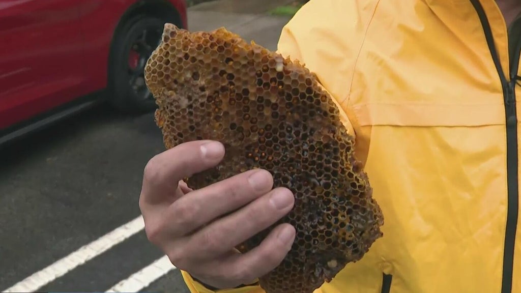 Beehives swarm across unusual spots in South Florida neighborhoods — CBS Miami, Pembroke Pines Community news