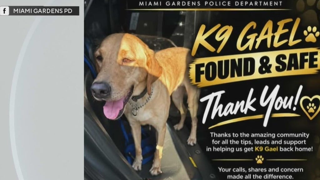 Missing Miami Gardens Police K-9 found safe in Hollywood after search — CBS Miami, Pembroke Pines Community news