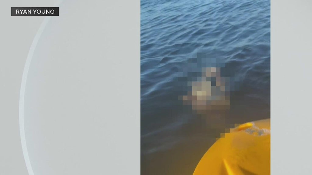 Police investigate after a dog was found underwater tied to cinder blocks in Miami — CBS Miami, Pembroke Pines Government news
