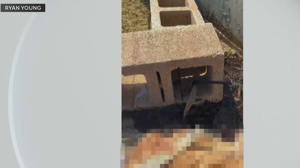 Outrage grows after dog found dead underwater tied to cinder blocks in Miami — CBS Miami, Pembroke Pines Government news
