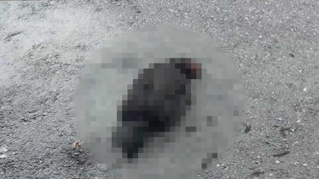 Hialeah doctor reports six dead chickens outside medical office building; cause is unknown — Pembroke Pines Health news