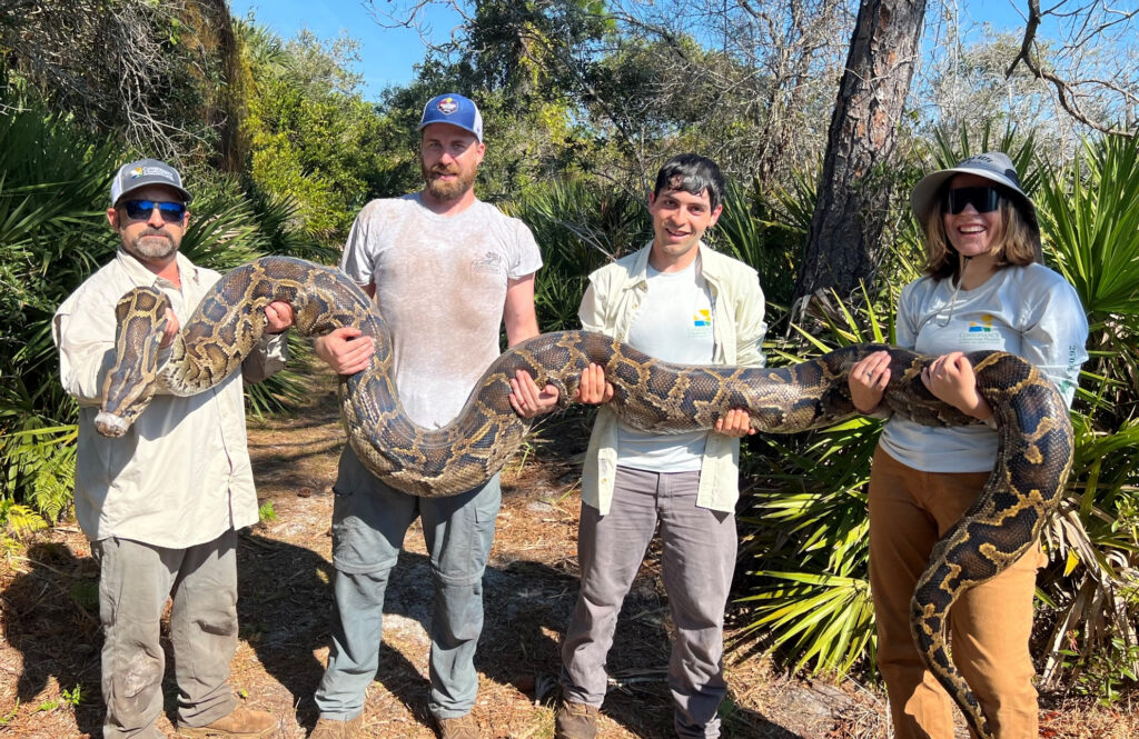 Python captures by Florida scientists overshadowed by hoopla over annual amateur contest — Florida Phoenix