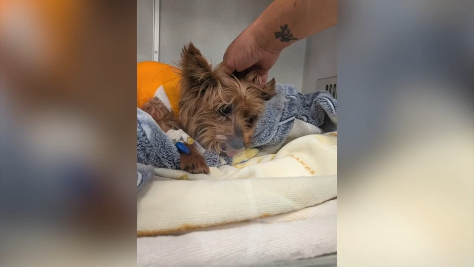 ‘I thought I was about to lose my dog’: Yorkie on the mend after surviving alligator attack near Sarasota — WSVN 7 Local News